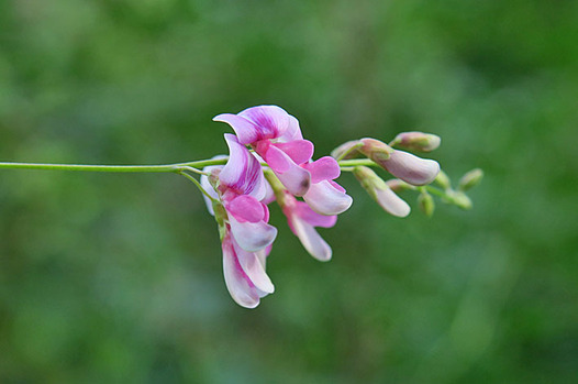 zaki-20160926-tsukushihagi.jpg