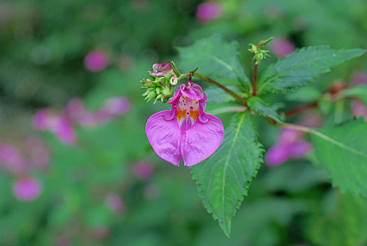 zaki-20160928-tsurifuneso.jpg