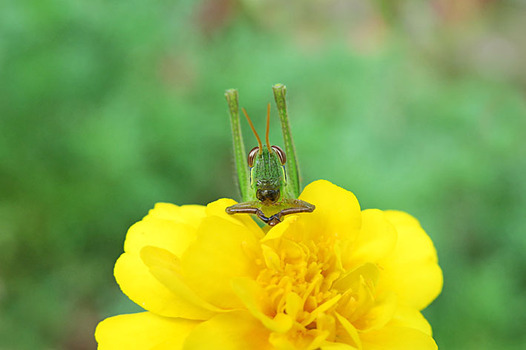 zaki-20160930-tsuchiinago-yochyu.jpg