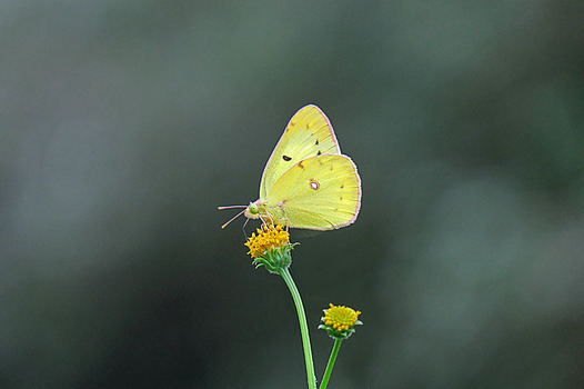 zaki-20161005-monkicho.jpg