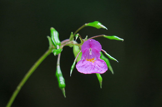 zaki-20161010-tsurifuneso.jpg