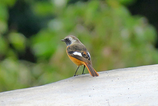 zaki-20161029-jobitaki-osu.jpg