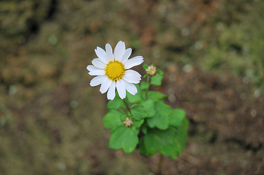 zaki-20161029-ryunogiku.jpg