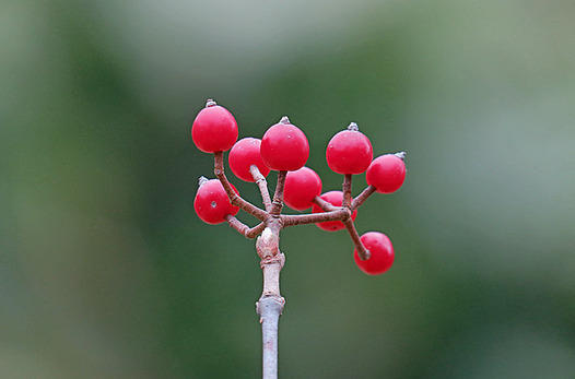 zaki-20161102-kobanogamazumi-mi.jpg