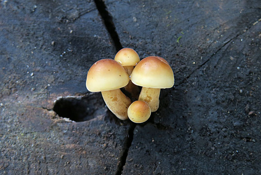 zaki-20161103-enokitake.jpg