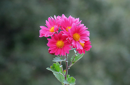 zaki-20161110-kiku.jpg