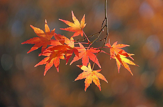 zaki-20161206-irohamomiji-koyo.jpg