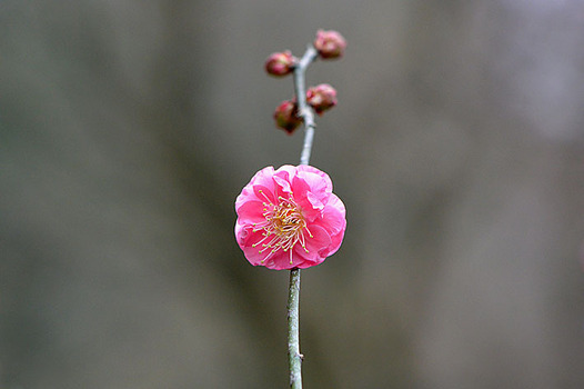 zaki-20170108-ume.jpg