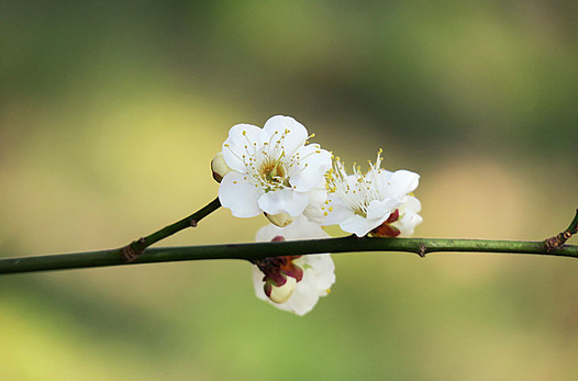 zaki-20170118-ume.jpg