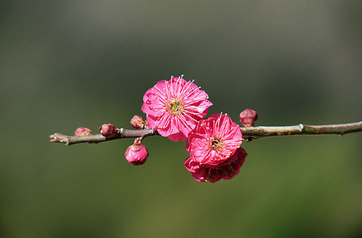 zaki-20170128-ume.jpg