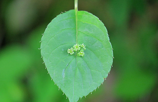 zaki-20170503-hanaikada.jpg