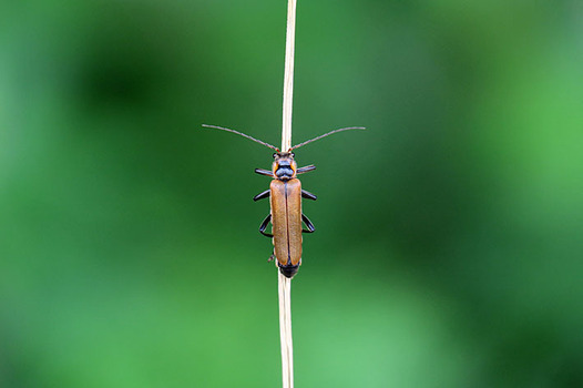 zaki-20170517-jokaibon.jpg