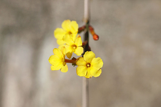 zsaki-20150220-obai.jpg