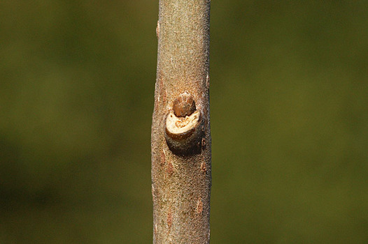 zsaki-20150220-robai-yokon.jpg